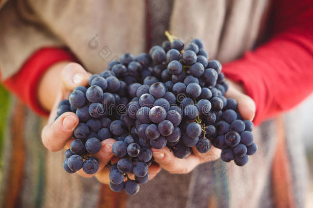 农民手里拿着刚收获的葡萄