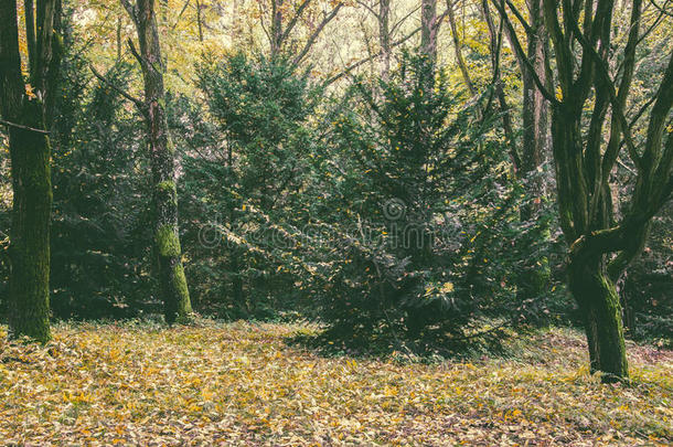 改变森林的颜色。 匈牙利Tiszalok植物园的复古秋季景观。 匈牙利农村。