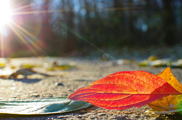 秋季季节-九月和十月。