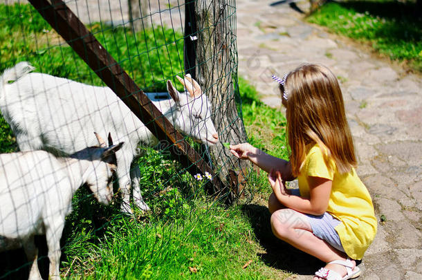 可爱的小女孩在炎热阳光明媚的夏天在动物园里喂山羊