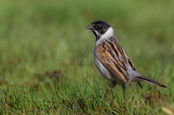 reed bunting-Emberza schoeniclus酒店