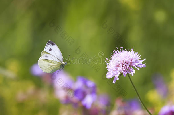 夏天的草地上，蝴蝶飞到花边采蜜