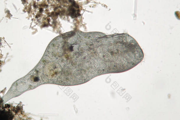 微生物水生的底栖动物底栖生物生物学