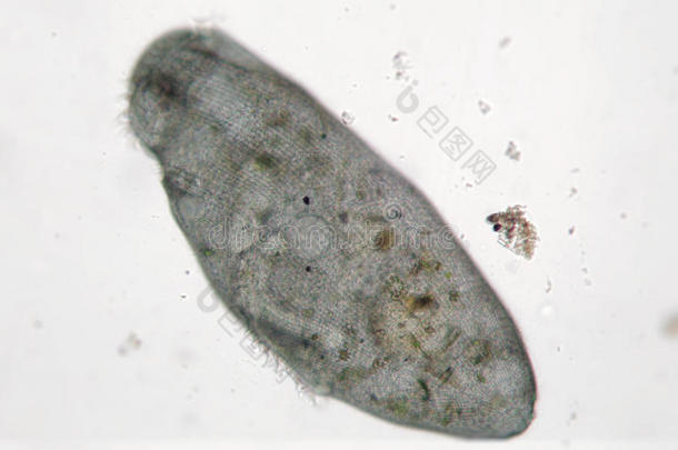 微生物水生的底栖<strong>动</strong>物底栖生物生物学