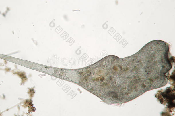 微生物水生<strong>的</strong>底栖动物底栖生物生物学