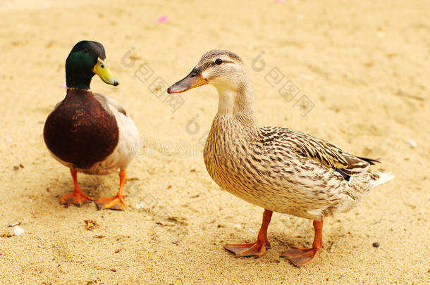 夏天阳光明媚的日子里，鸭子和沙子上的一只德雷克