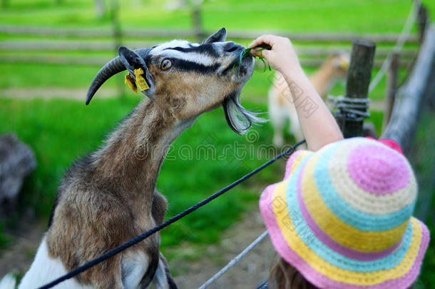 可爱的小女孩在炎热阳光明媚的夏天在动物园里喂山羊
