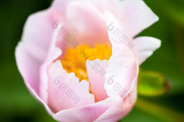 淡粉色牡丹花