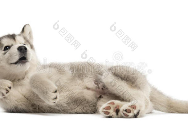 阿拉斯加阿拉斯加一只侧躺的阿拉斯加小狗