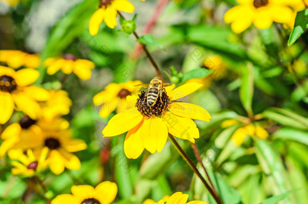 蜜蜂坐在鲁德贝克三叶草黄花上，棕色的眼睛苏珊