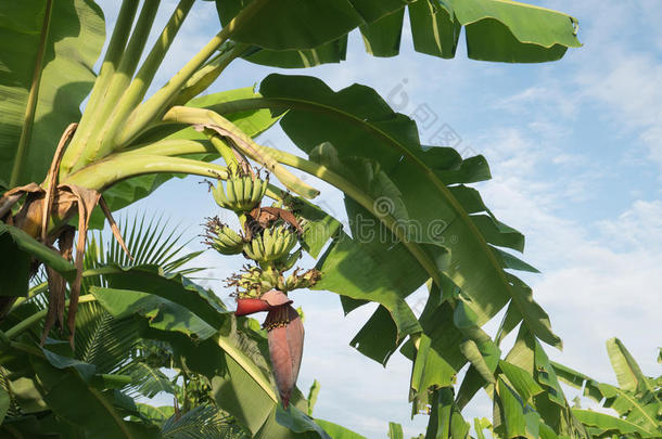 香蕉花和香蕉挂在香蕉树上
