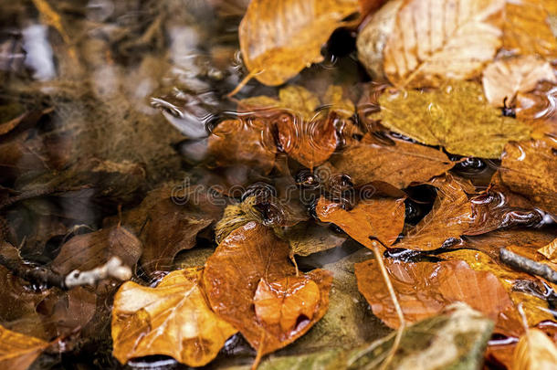 秋天的叶子在小溪里。 秋季概念壁纸。