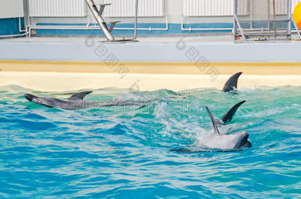 动物水水族馆球蓝色