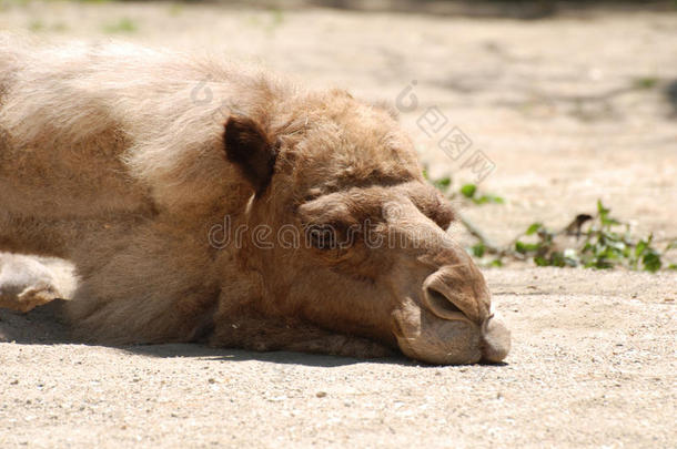 骆驼在温暖的阳光下酣睡