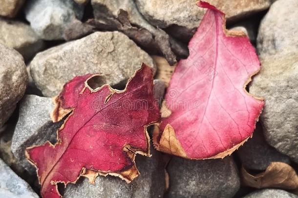 秋天凉爽的放置树叶红色