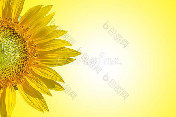 向日葵在黄色背景风格的柔和色调上的特写。文本输入空间的回滴