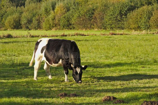 黑白牛吃草
