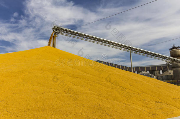 玉米和谷物装卸或收获终端。 玉米可用于食品、饲料或乙醇II