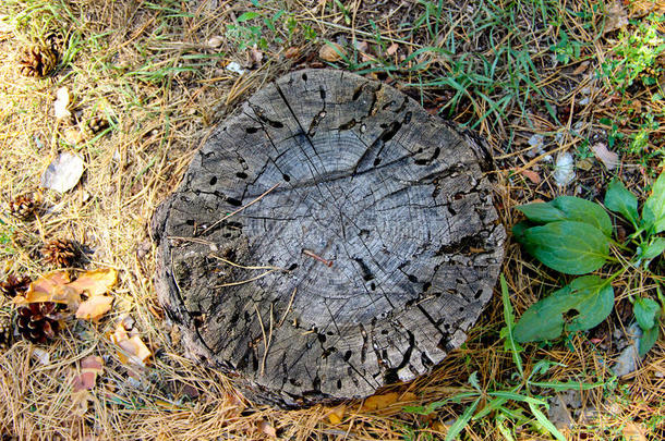 树桩上有虫洞和生锈的钉子