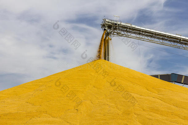 玉米和谷物装卸或收获终端。 玉米可用于食品、饲料或乙醇III