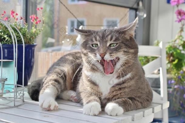 阳台美丽的黑色开花猫