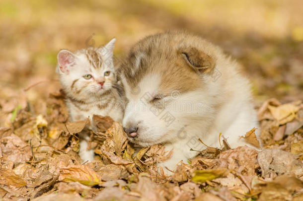 阿拉斯加阿拉斯加的阿拉斯加小狗在公园的秋叶上和斑猫睡觉