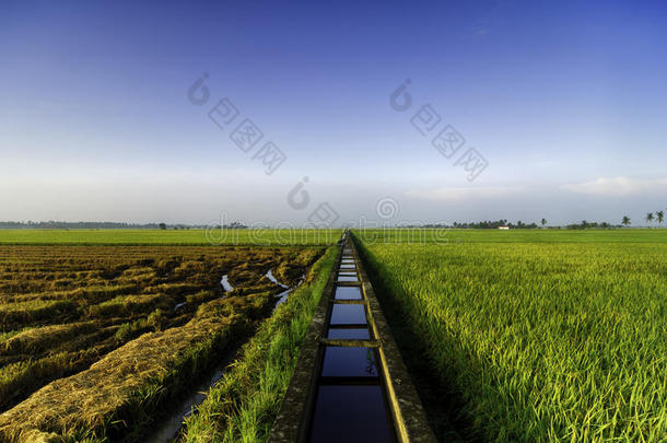 早上看到美丽的稻田。 稻田灌溉用混凝土水渠和单树