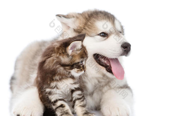 <strong>阿拉斯加阿拉斯加阿拉斯加</strong>小狗拥抱缅因州浣熊小猫。白色隔离