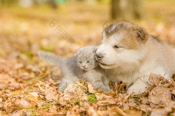 <strong>阿拉斯加阿拉斯加</strong>一只<strong>阿拉斯加</strong>的小狗在秋天公园和小猫玩耍
