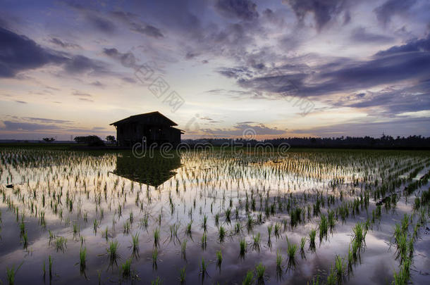 美丽的早晨在稻田里，五彩缤纷的天空。 新季节对水和绿芽水稻植株的反思