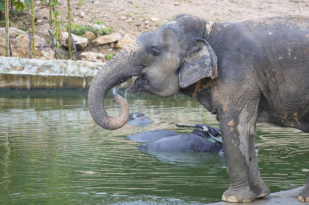 亚洲象或亚洲象(ElephasMaximus)喝水。