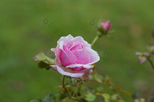 浅粉色玫瑰色