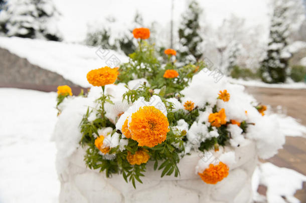 花在铺满雪的花坛里