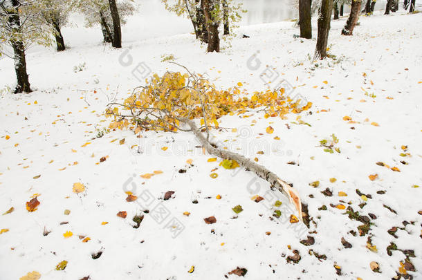 破碎的树枝，树叶躺在白雪覆盖的地上