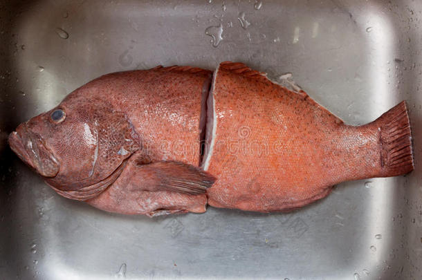 切断水槽中半个<strong>红带</strong>石斑鱼的身体。