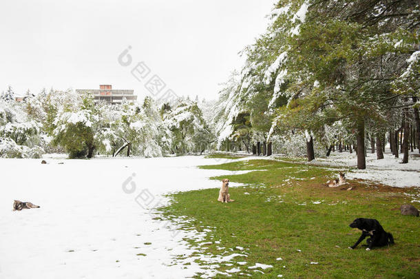 一群流浪狗<strong>坐在</strong>一个覆盖着雪和草的<strong>公园里</strong>