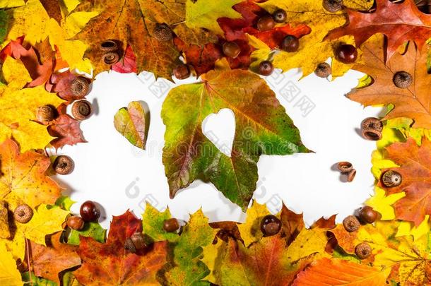 秋天的叶子。 秋叶心。 白色背景上的秋叶。 秋天的叶子是彩色的。 秋天的心为爱。 秋天的叶子