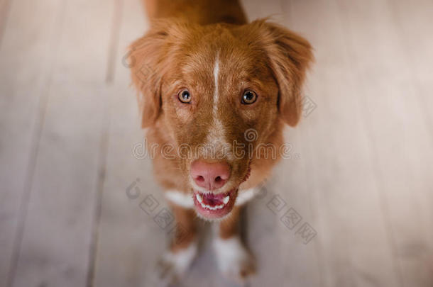 有趣的狗，新星斯科蒂亚鸭子<strong>鸣叫</strong>猎犬快乐的样子，红色的头发，潮湿的粉红色鼻子