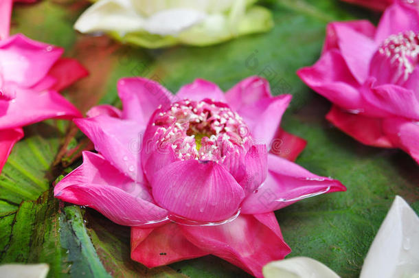 五颜六色的莲花在水上为佛陀