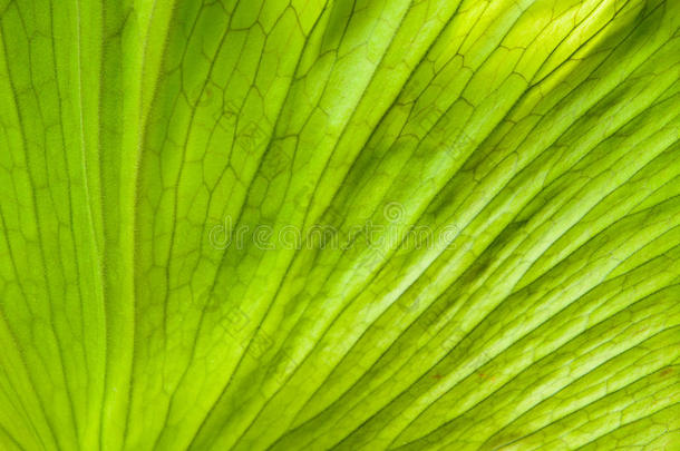 近景的蕨类植物叶片板状冠蕨类植物