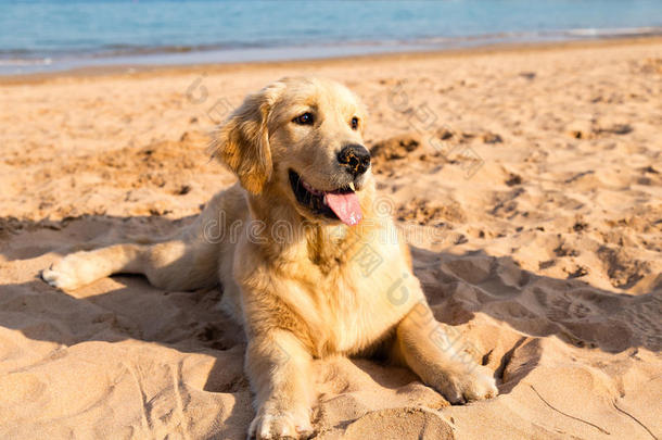 金色的猎犬小狗躺在<strong>青岛</strong>的金色沙滩上