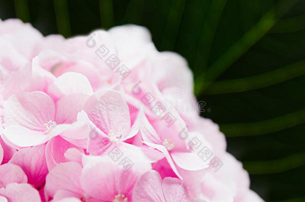 在白色背景上开花绣球花-粉红色的花和绿叶。