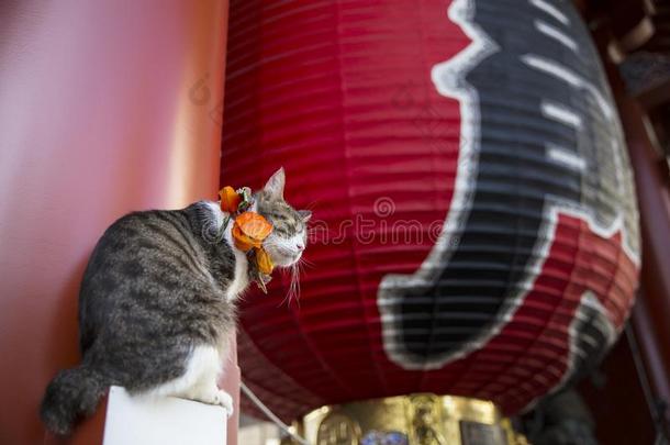 <strong>日本</strong>寺庙里的一只<strong>猫</strong>，<strong>日本</strong>东京的Asakusa