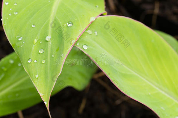 雨后有红色边缘的绿叶