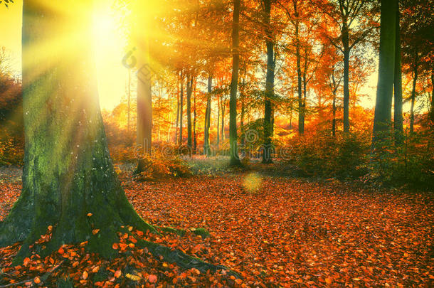 秋天的森林景观，大树和土壤被落叶覆盖