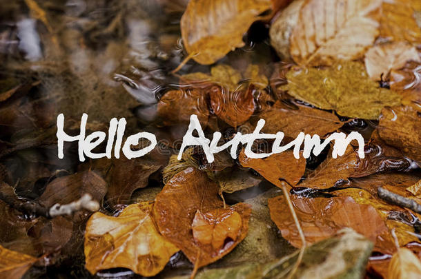 秋天的叶子在小溪里。 你好，秋季概念壁纸。