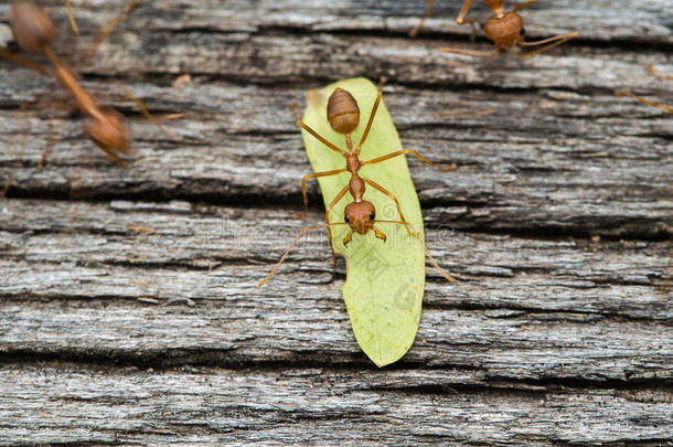 单独地动物蚂蚁蚜虫节肢动物