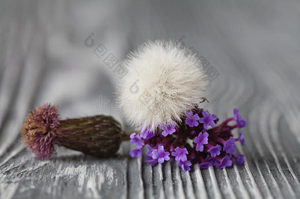 花的背景与盛开的紫罗兰花，蒲公英在复古木材灰色的颜色。 柔和的焦点。 场的浅深度