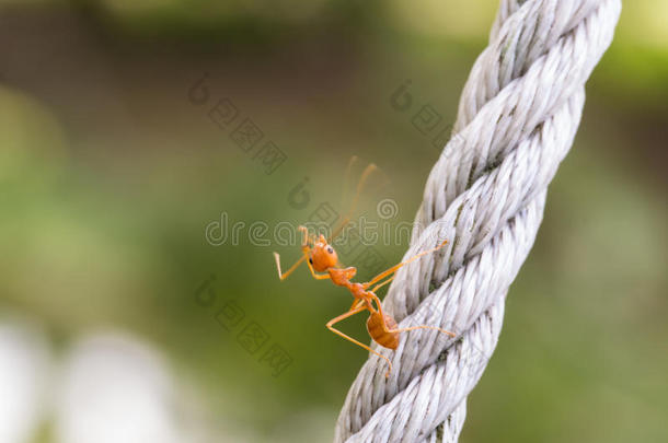单独地动物蚂蚁蚜虫节肢动物