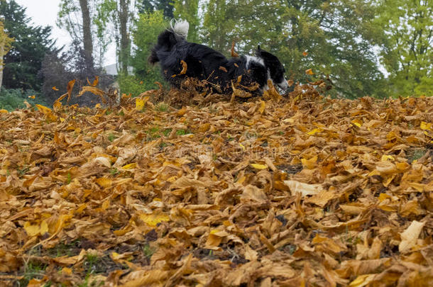 边境牧羊犬在秋天的树叶上玩耍